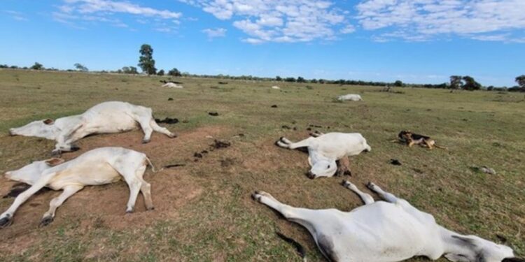 Frio extremo mata 80 bois e vacas em fazendas nos últimos dias em MS