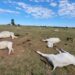 Frio extremo mata 80 bois e vacas em fazendas nos últimos dias em MS