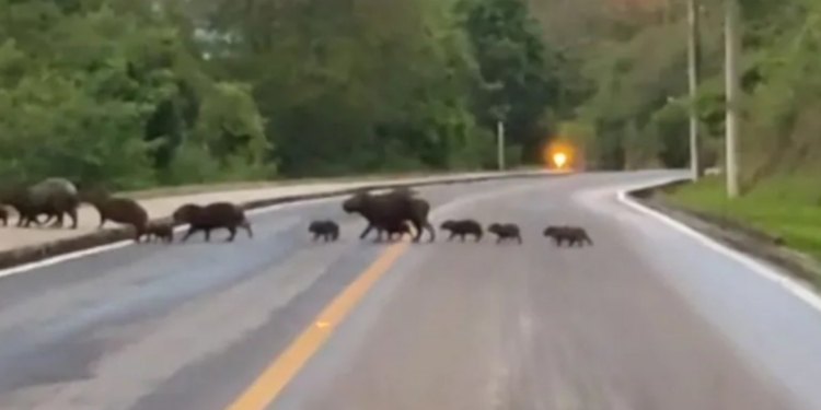 Motorista que perdeu carro após bater em capivara na BR-163 será indenizada