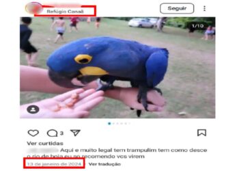 Pousada é investigada por alimentar araras e permitir interação com turistas e leva multa de R$ 50,5 mil em MS