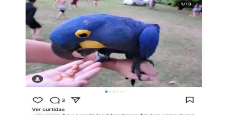 Pousada é investigada por alimentar araras e permitir interação com turistas e leva multa de R$ 50,5 mil em MS