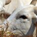 União Europeia veta compra de carne brasileira a partir de setembro
