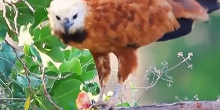 Cena rara: Gavião é filmado comendo piranha no alto de árvore após pesca em rio do Pantanal