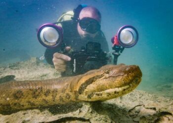 Mais perto do que você imagina: Brasil abriga 3 das 4 espécies de sucuri do mundo