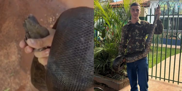 Jovem resgata jiboia de 2 metros em escola e sai carregando serpente por rua em MS; VÍDEO